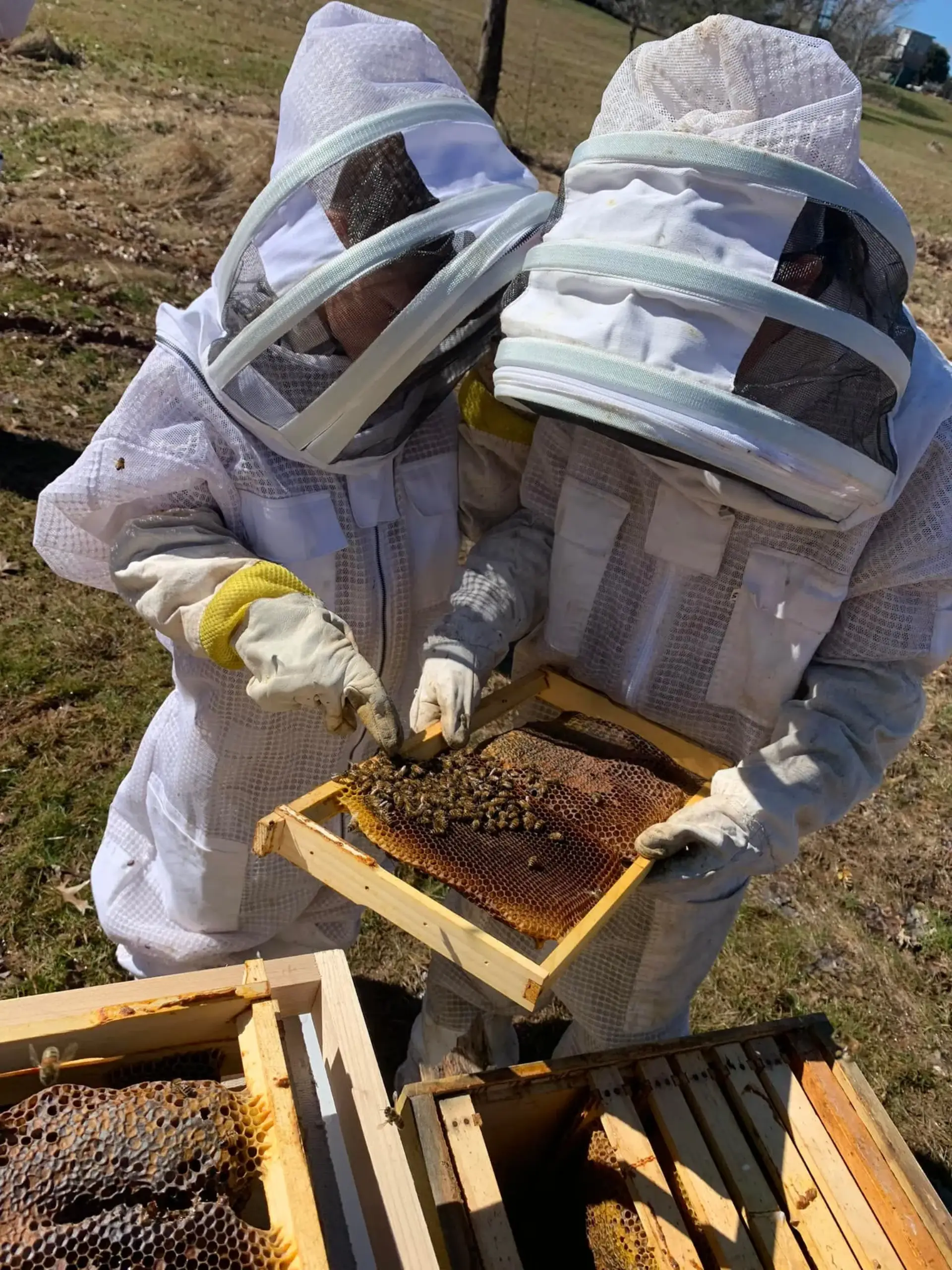 Swarm Removal