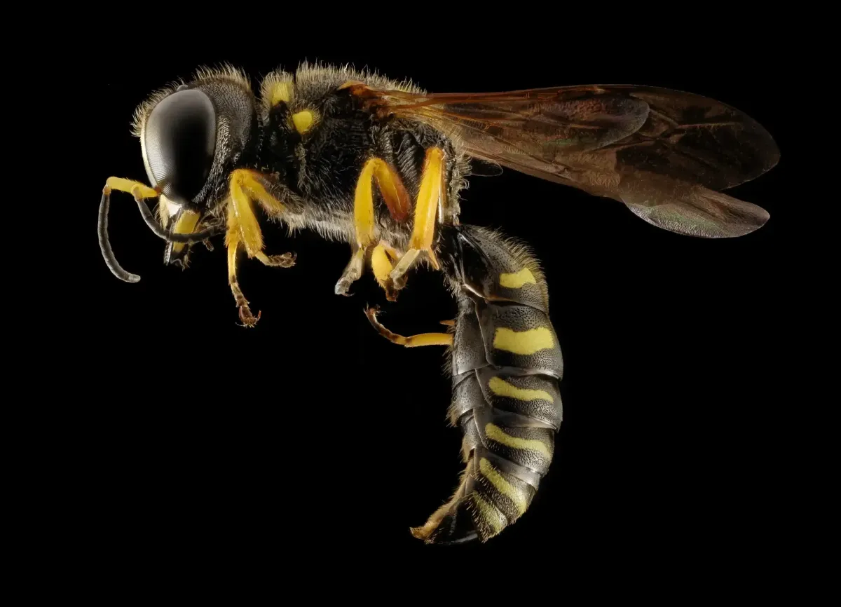 Bee Species Identification in Gilbertsville