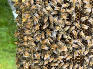 Honeycomb/Cut-Out Removal
