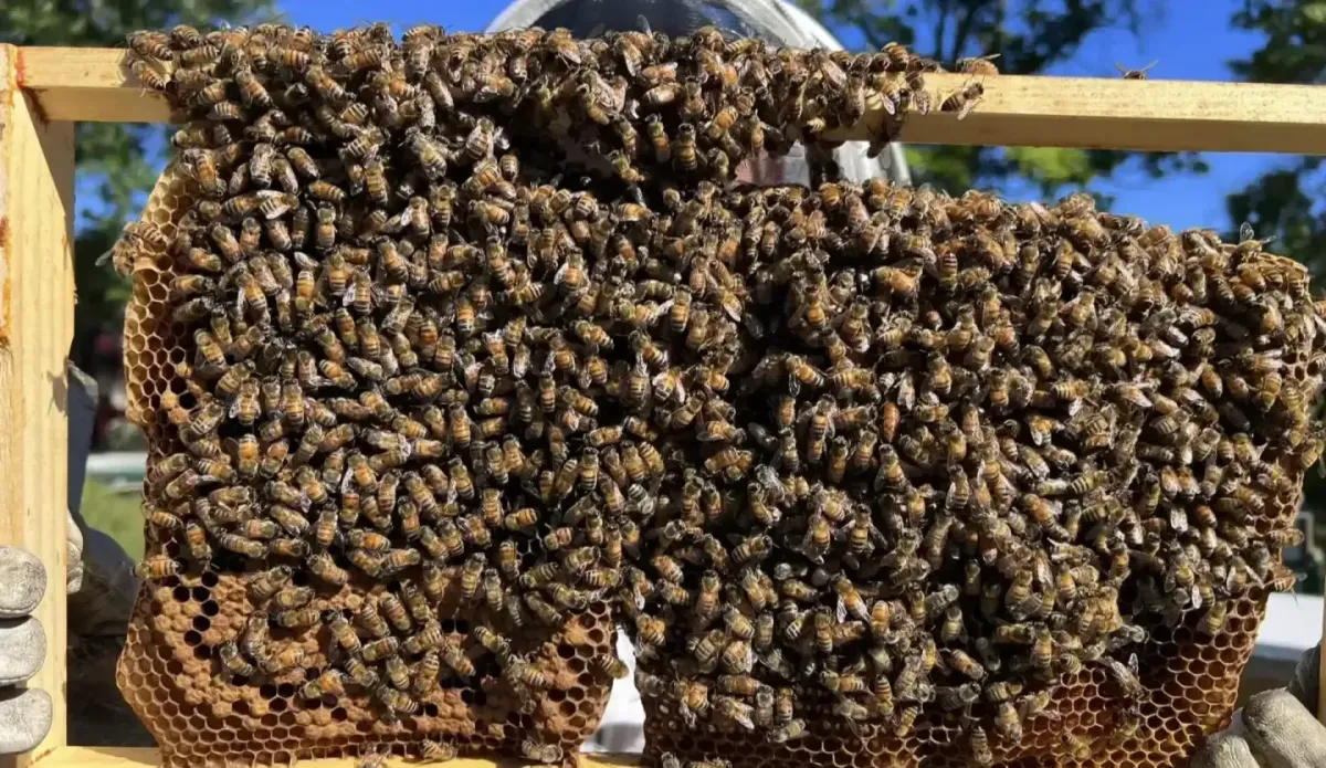 Live Bee Removal