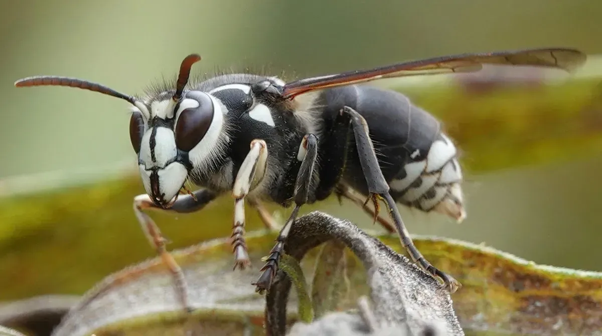 Hornet Identification in Gilbertsville