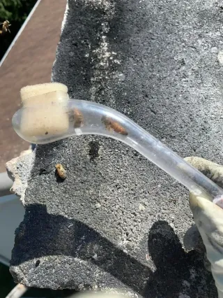 Roof Bee Removal