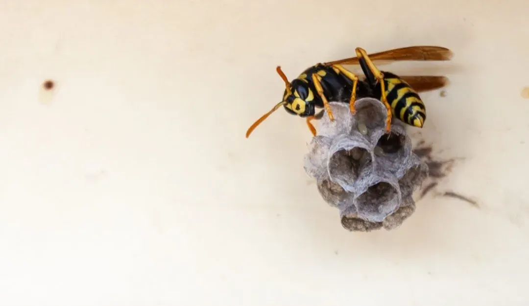 Recent work by Honeybee Rescue Company Gilbertsville PA